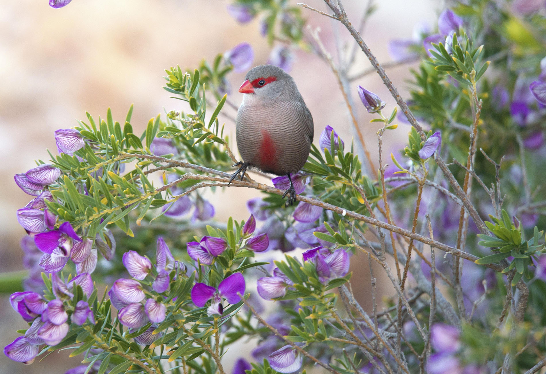 Common waxbill (Estrilda astrild)