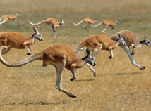 Abécédaire animalier